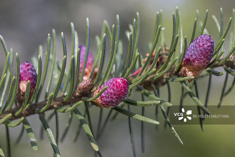 欧洲银杉（Abies alba）图片素材