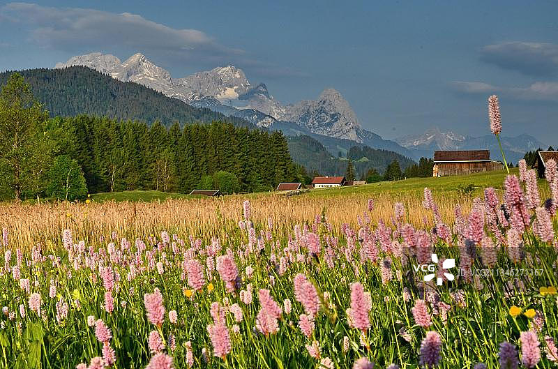 德国巴伐利亚州韦尔登费尔斯洛伊萨赫塔尔楚格峰群山地草甸图片素材