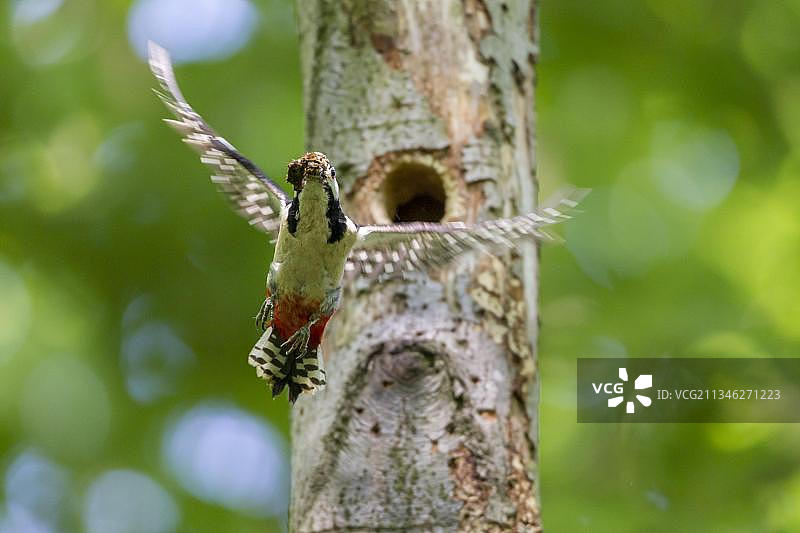 鸟巢洞口的大斑啄木鸟图片素材