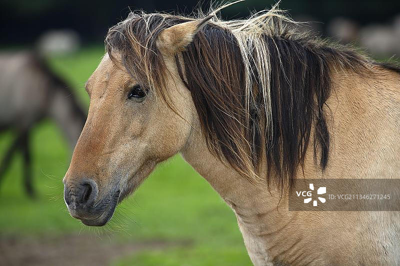 德国杜尔门梅尔费尔德布鲁赫野马图片素材