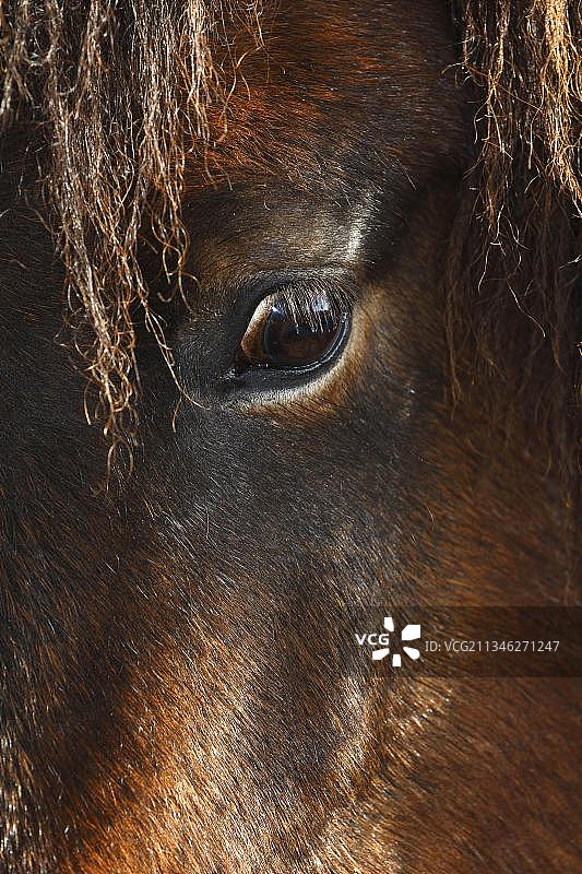 冰岛马图片素材
