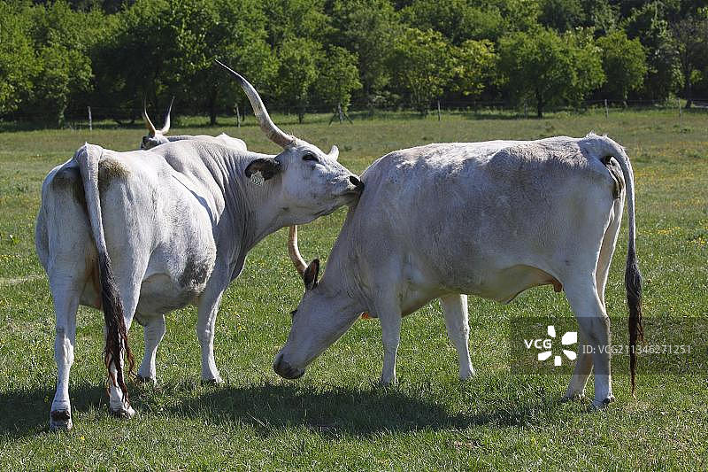 匈牙利草原牛，牛，匈牙利，欧洲图片素材