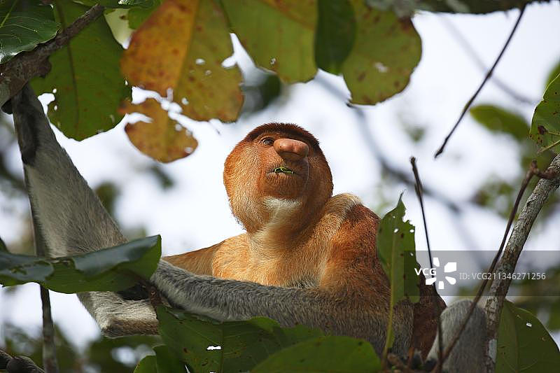 马来西亚婆罗洲巴科国家公园的雄性长鼻猴图片素材