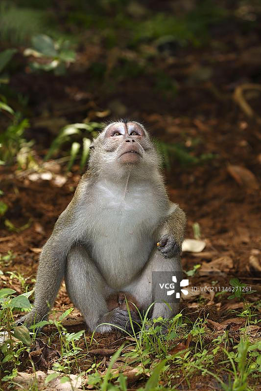马来西亚婆罗洲巴科国家公园的食蟹猕猴图片素材