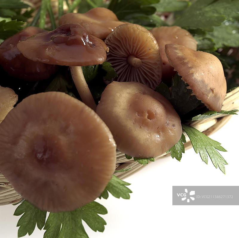 可食用蘑菇图片素材