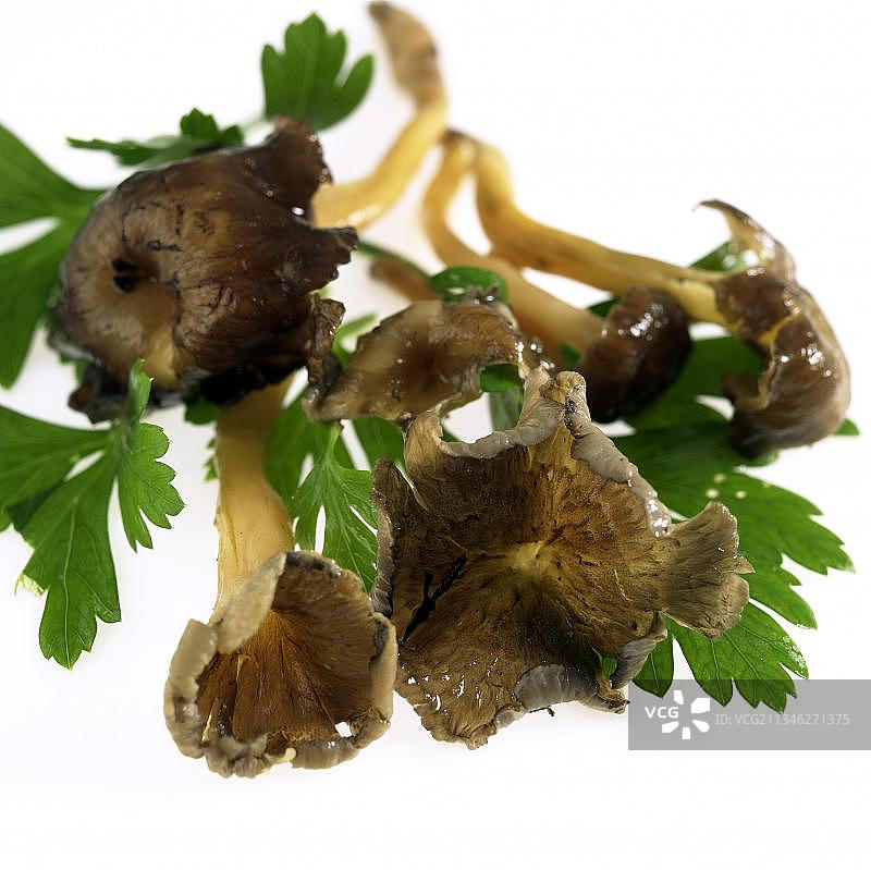 喇叭菌或秋季喇叭菌、管状鸡油菌、蘑菇和欧芹，白色背景图片素材
