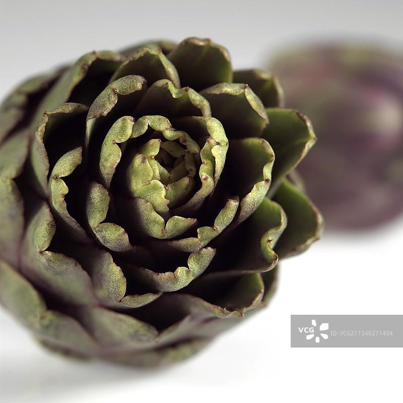 朝鲜蓟图片素材