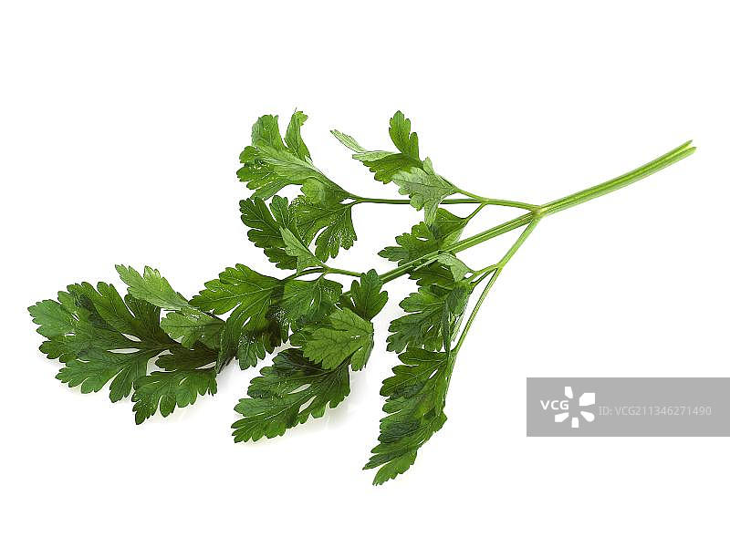 平叶欧芹（皱叶欧芹），白色背景上的香草植物图片素材