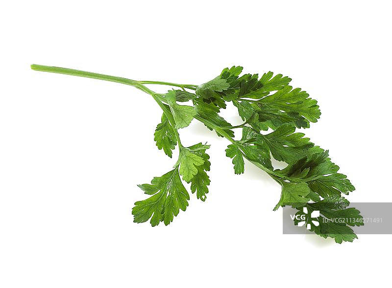 白色背景上的平叶欧芹图片素材
