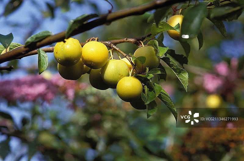 李属植物图片素材