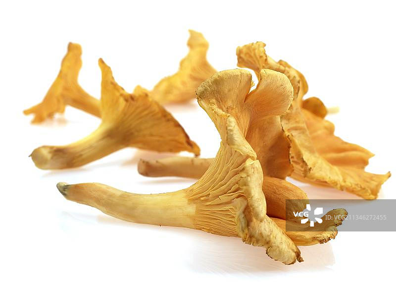 鸡油菌图片素材