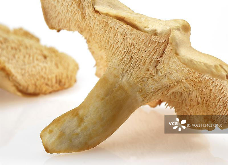 白色背景下的刺猬菌图片素材