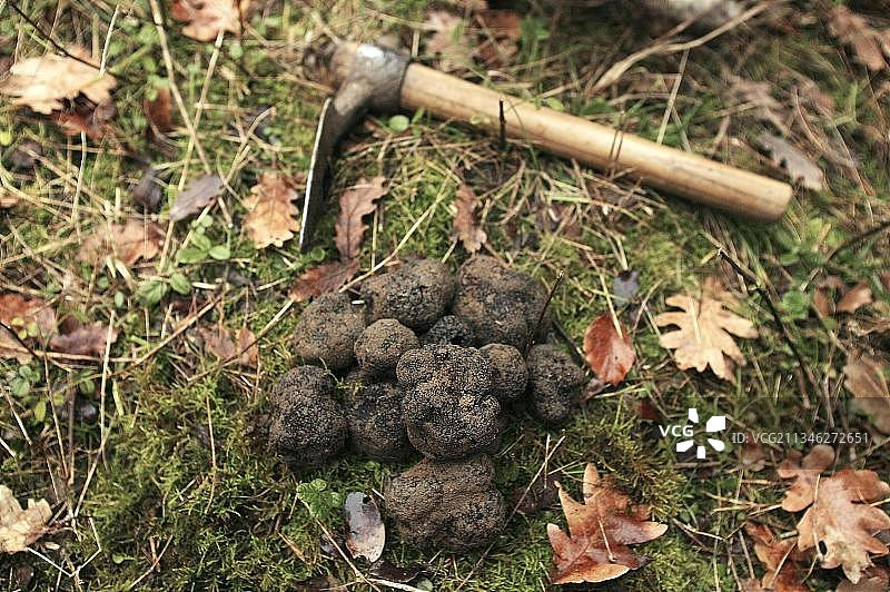 黑松露（块菌），法国东南部德龙省图片素材