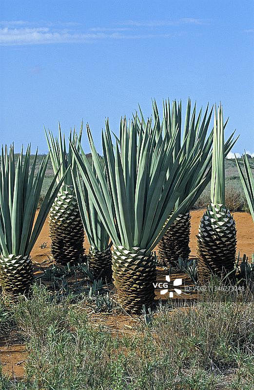 马达加斯加多芬堡附近的剑麻种植园图片素材