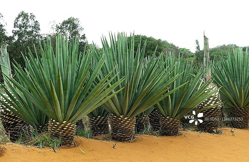 马达加斯加，多芬堡附近种植园：剑麻植物的绳索图片素材