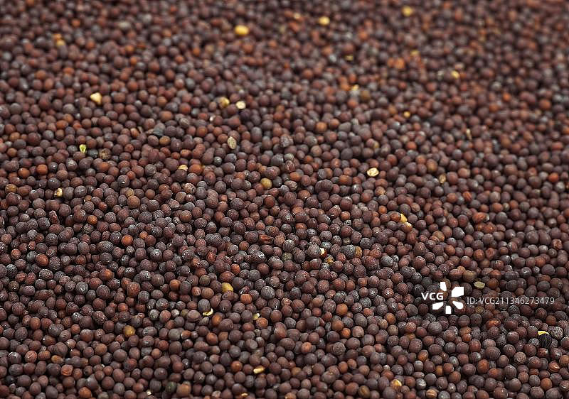 黑芥菜籽图片素材