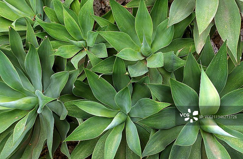 龙舌兰科植物图片素材