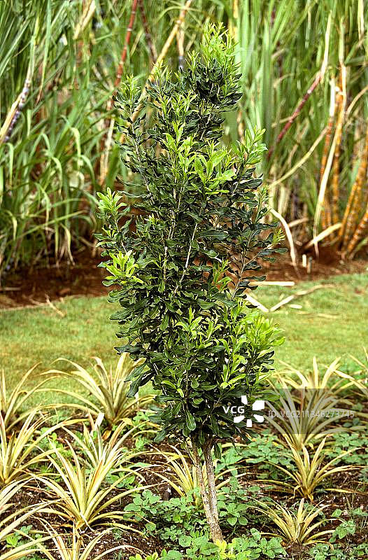 夏威夷的澳洲坚果树图片素材