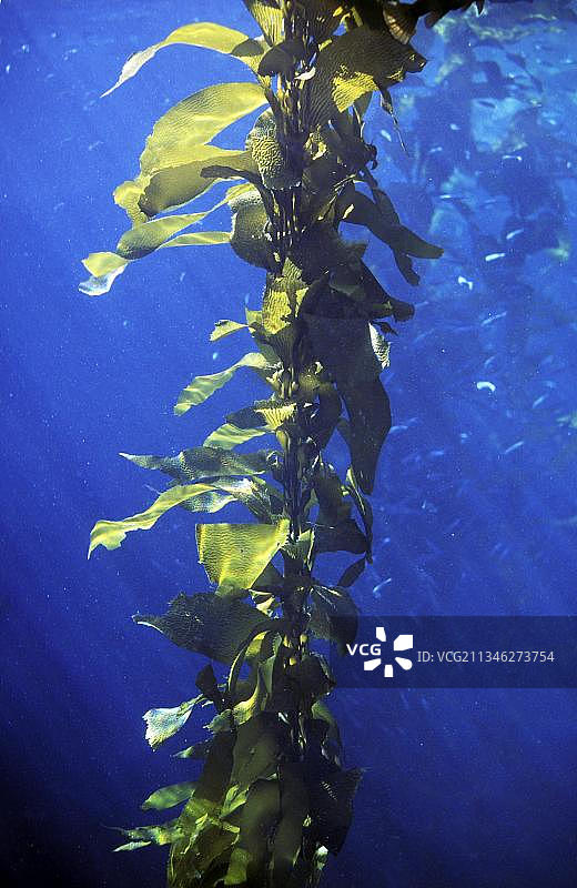 巨藻（ Macrocystis pyrifera），美国加利福尼亚州，北美洲图片素材