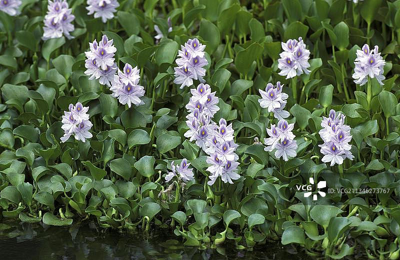 马来西亚河面上覆盖的常见凤眼蓝图片素材