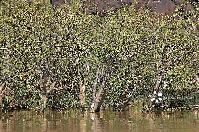 肯尼亚巴林戈湖的轻木树图片素材