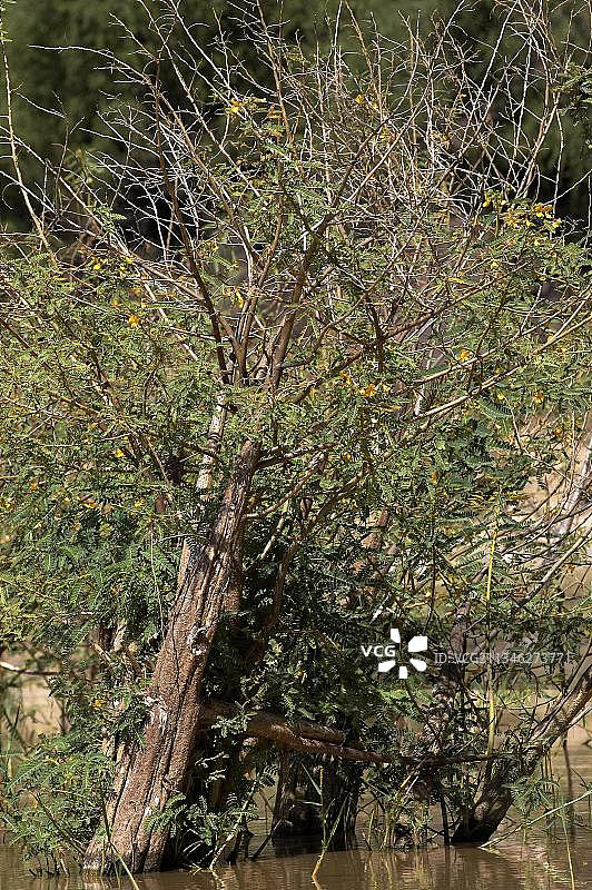 肯尼亚巴林戈湖的轻木树图片素材