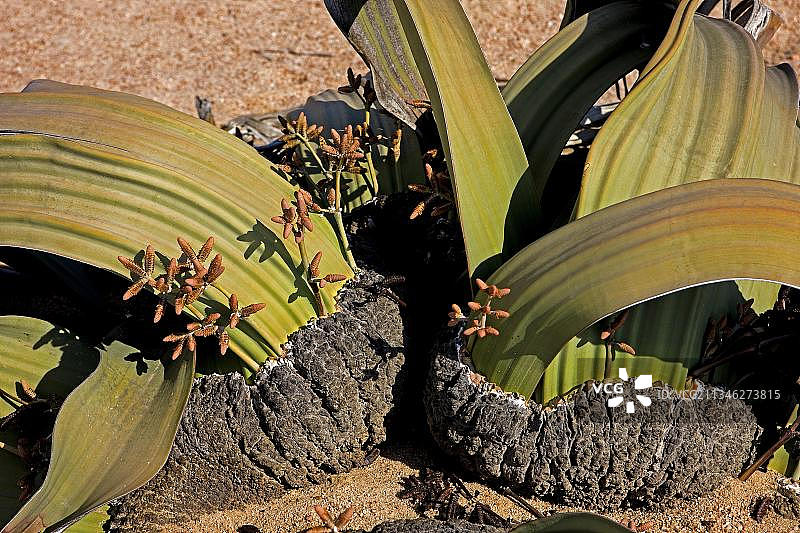 百岁兰，活化石植物，纳米比亚纳米布沙漠图片素材
