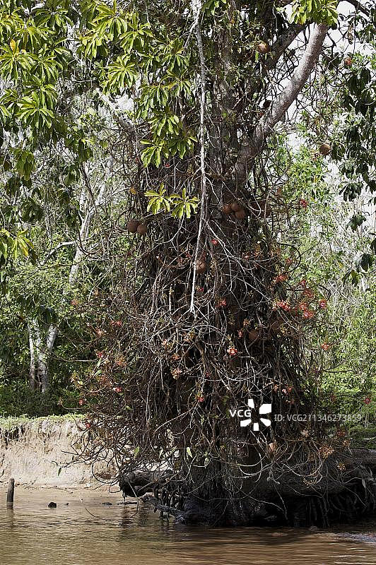 炮弹树（原产于委内瑞拉）图片素材