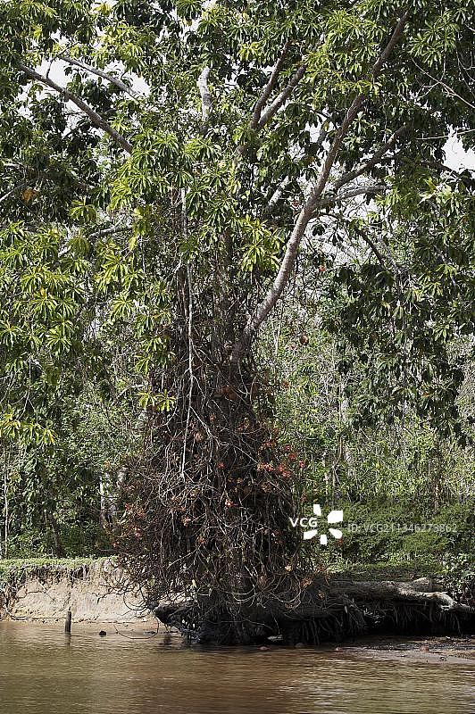 委内瑞拉奥里诺科三角洲的铁西瓜图片素材