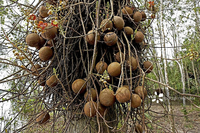 炮弹树（原产于委内瑞拉）图片素材