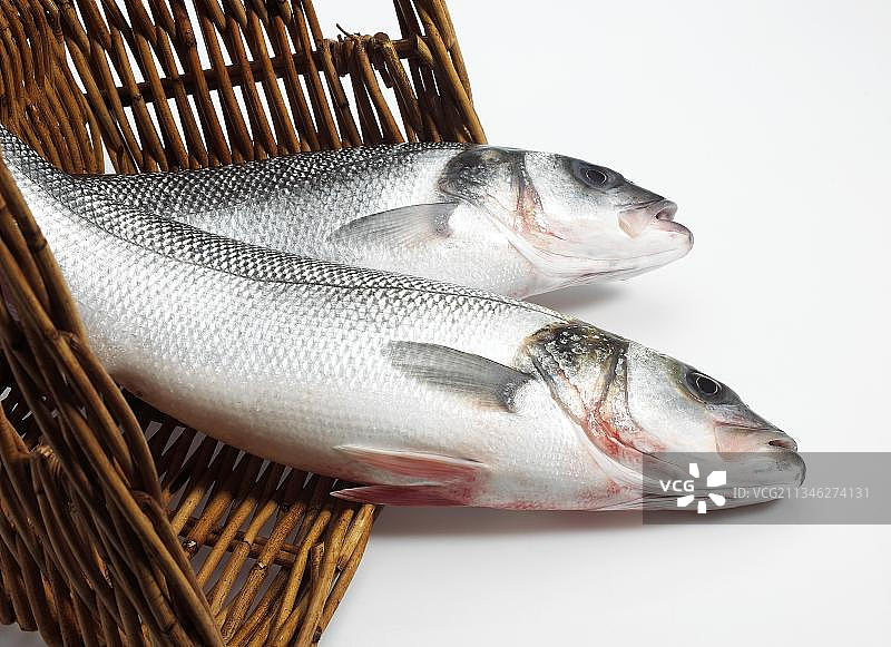 白色背景上的欧洲鲈鱼图片素材