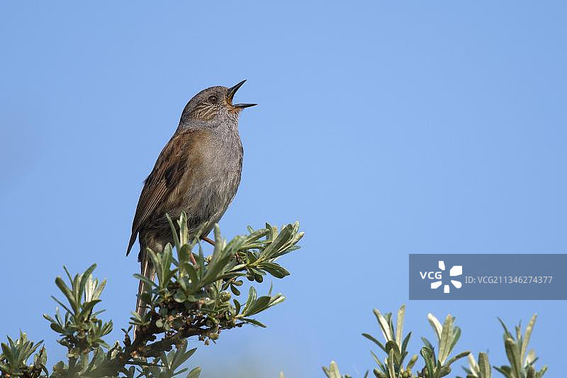 欧亚鹪鹩图片素材
