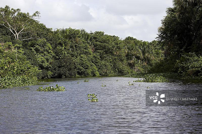 委内瑞拉奥里诺科三角洲的森林和河流图片素材