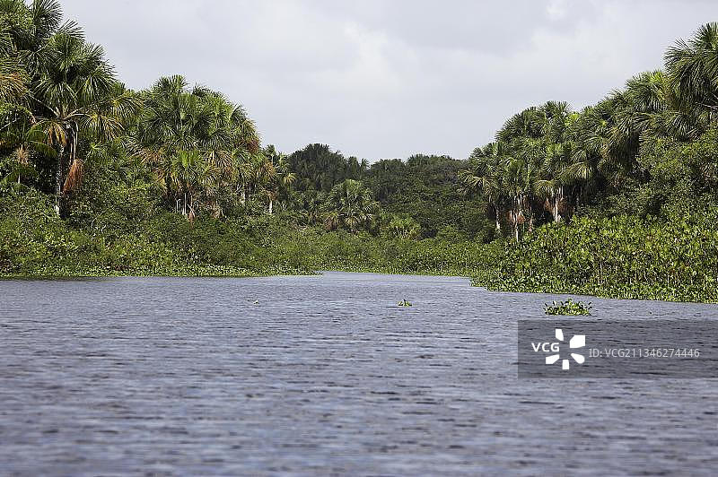 委内瑞拉奥里诺科三角洲的森林和河流图片素材