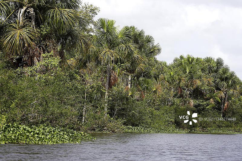委内瑞拉奥里诺科三角洲的森林和河流图片素材