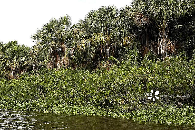 委内瑞拉奥里诺科三角洲的森林和河流图片素材