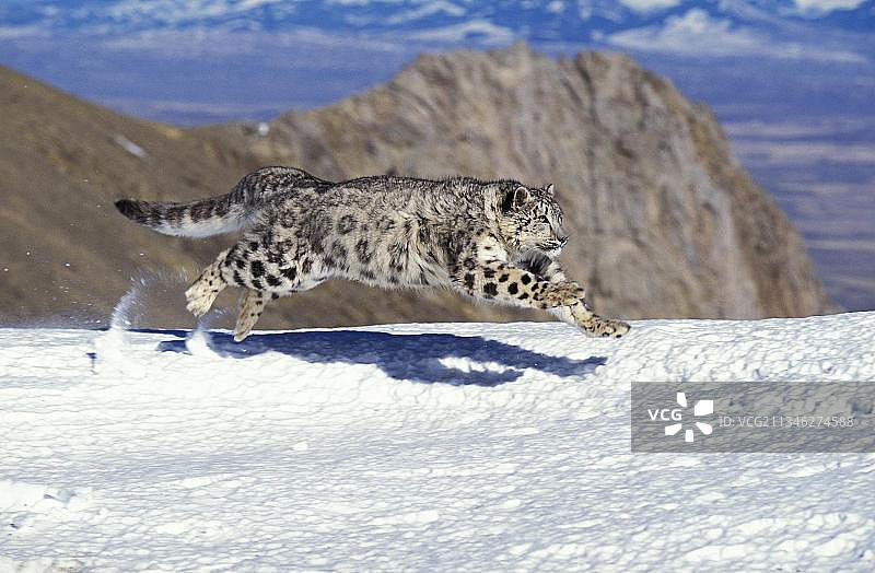 雪豹在雪地奔跑图片素材