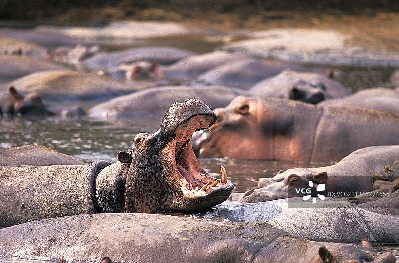 刚果维龙加国家公园成年河马打哈欠图片素材