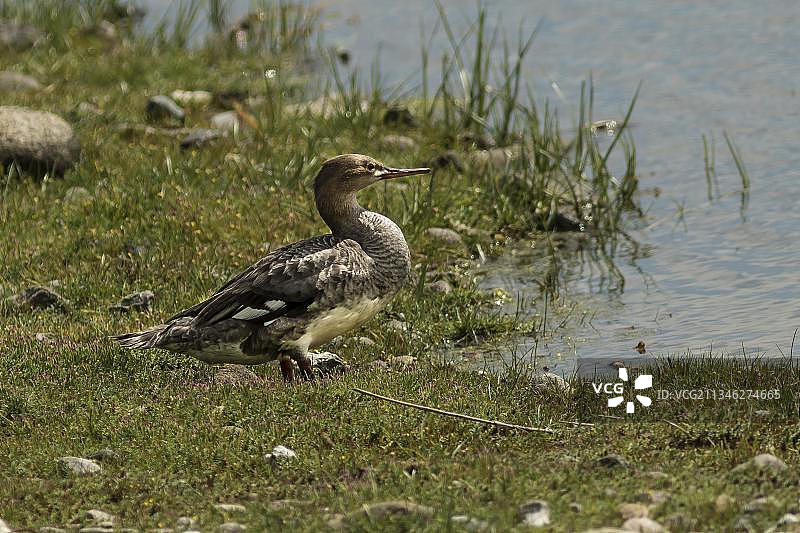 德国费马恩岛，NABU瓦尔瑙水鸟保护区，红胸秋沙鸭（Mergus serrator），雌性图片素材