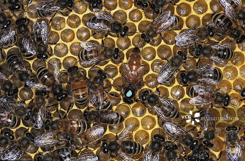 西方蜜蜂、欧洲蜜蜂(Apis mellifera)，蜜蜂，其他动物，昆虫，动物，蜂巢与蜂后图片素材