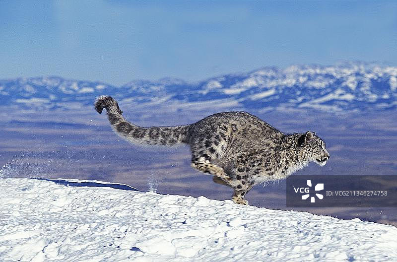 雪豹雪地奔跑图片素材