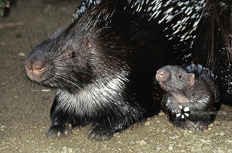 南非豪猪和普通豪猪图片素材