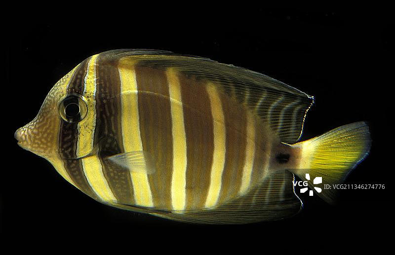 太平洋帆鳍刺尾鱼图片素材