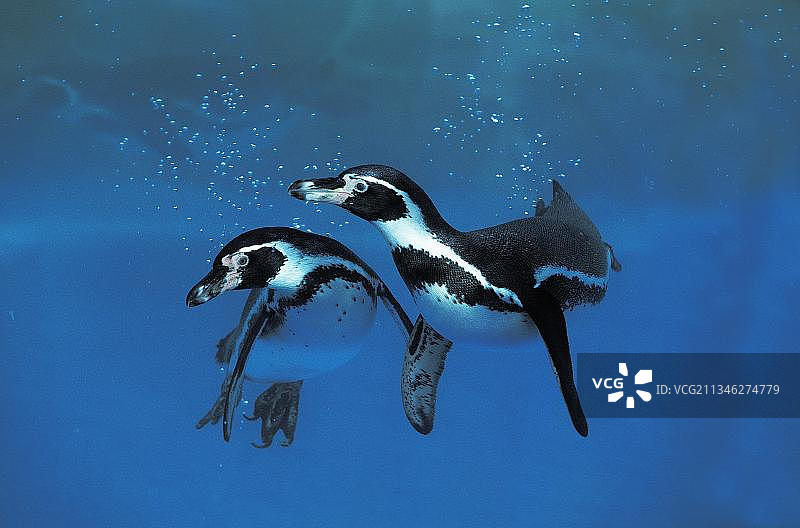 洪堡企鹅图片素材