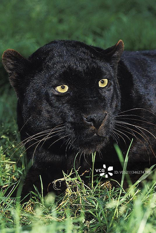 成年黑豹卧在草地上图片素材