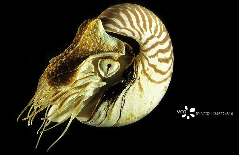 珍珠鹦鹉螺图片素材