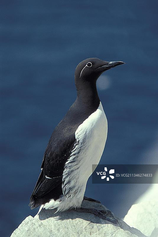 普通海鸠图片素材