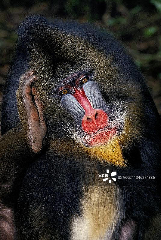 雄性山魈的头部画像图片素材