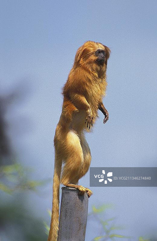 金狮狨图片素材