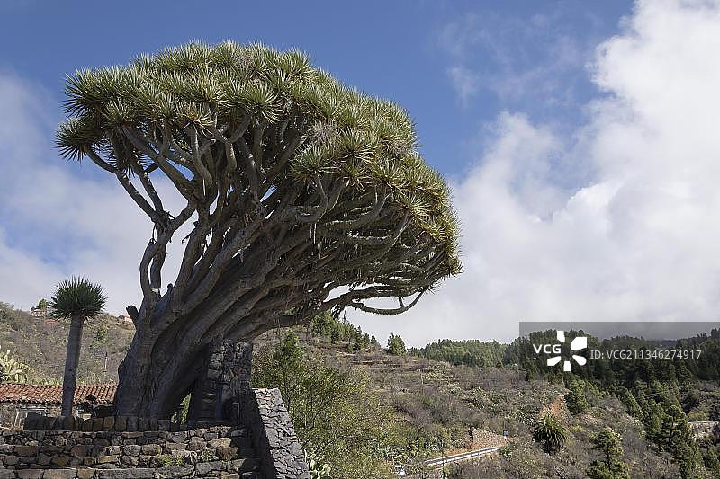 加那利群岛龙血树图片素材